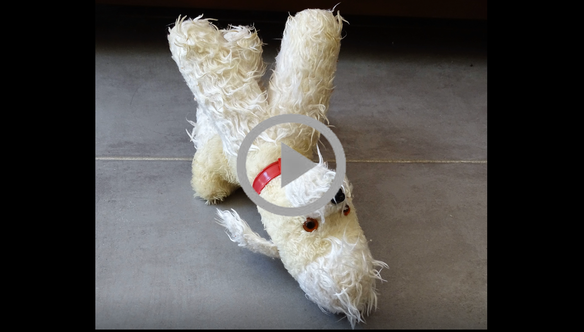 chien web