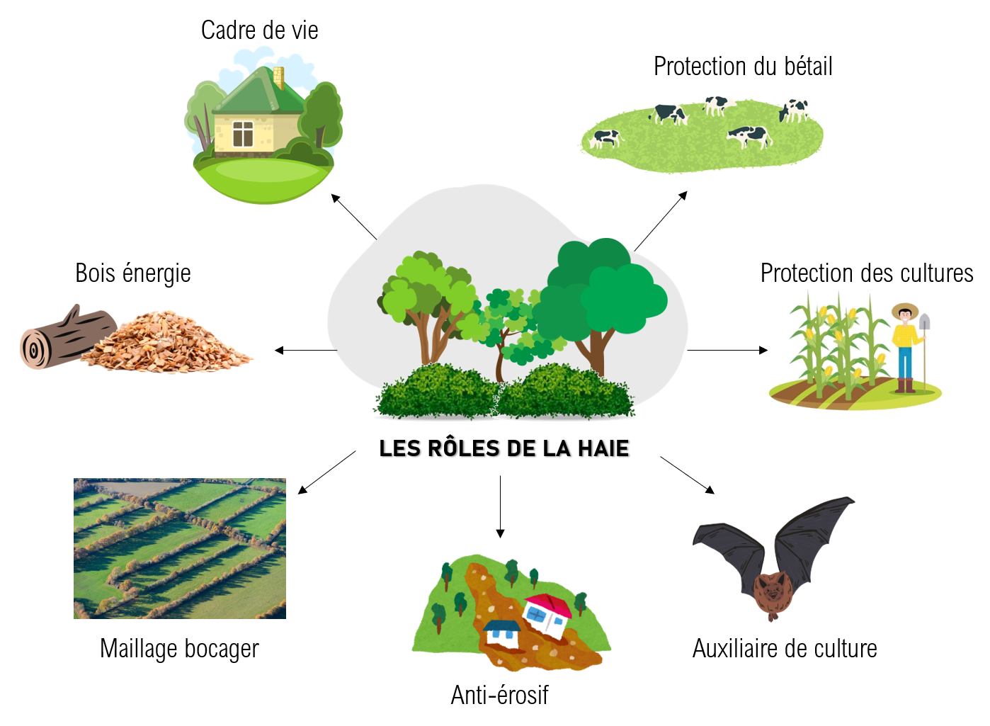 Schéma bénéfices de la haie avec titre