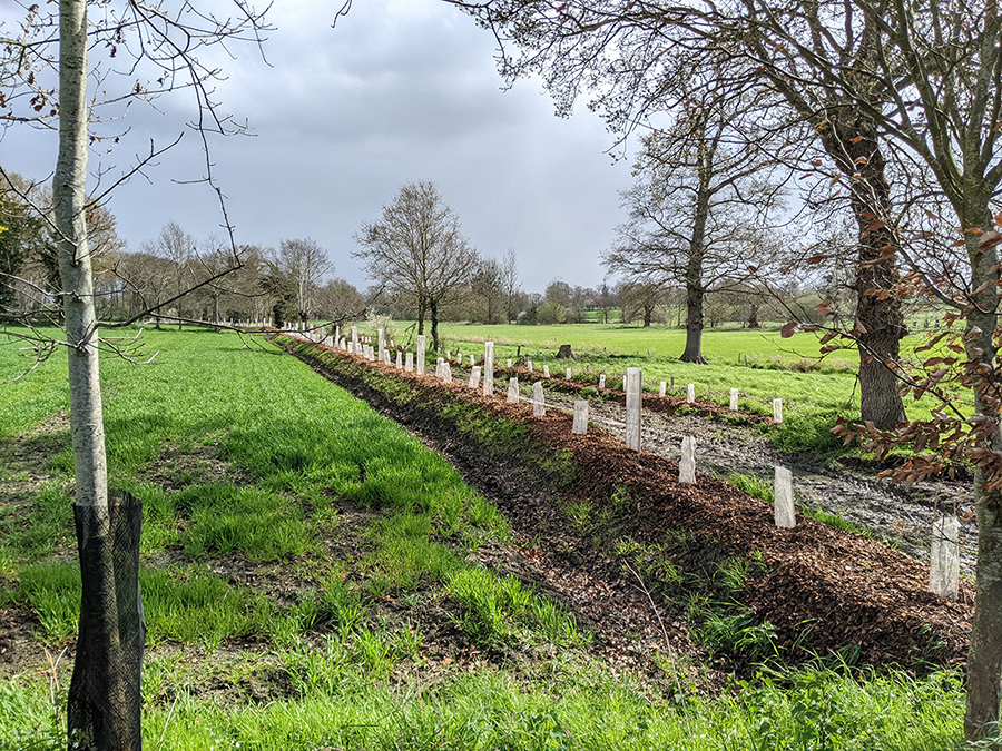 Jeunes plantations permettant de relier des haies existantes