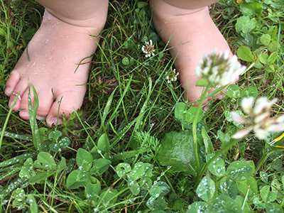 pied herbe web