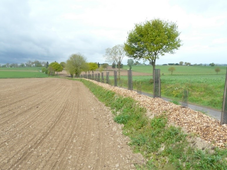 Création de haie bocagère